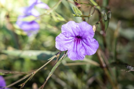 The background image of the colorful flowers, background nature