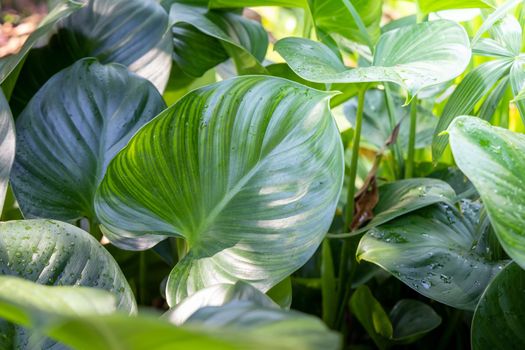 Background texture of leaves closeup. Green Leaves Background with White Paper Frame. Flat Lay