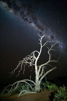 A starry night sky with milky way visible over a gnarly dead tree in desert landscape in outback Australia. High ISO