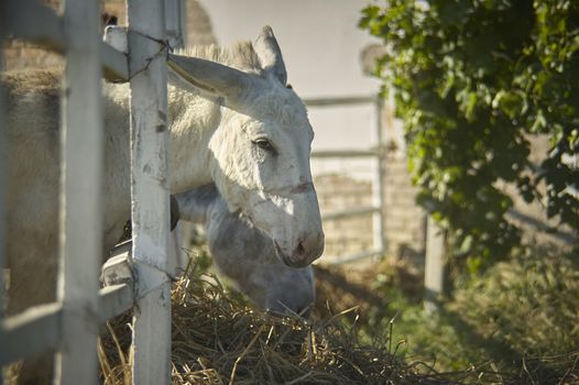 A small donkey with a sad look, closed in his enclosure and deprived of his freedom, forced to eat with his head coming out of the fence bars.