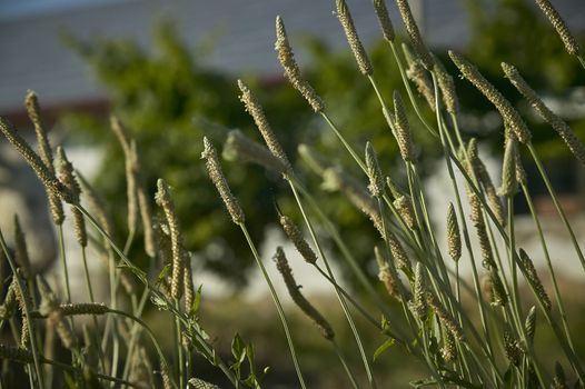 Detail of a bush of generic grass of the Italian peninsula, taken at sunset with an intense and very impressive light.