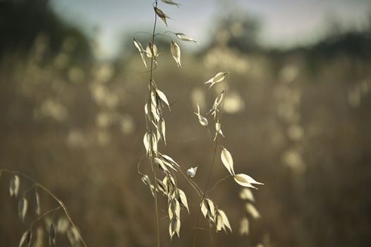 oat Plant in a field driven by the wind ,Windy yarns, a macro detail that evokes melancholy and reflection.