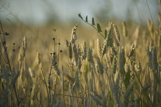 Ears of ripe wheat in a field with attached small snails. Great background or graphic resource.