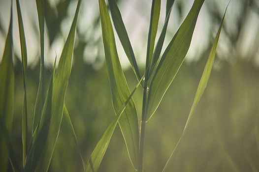 Texture of herringbones photographed with great detail that enhances the veins, shades and colors. Blades of grass.