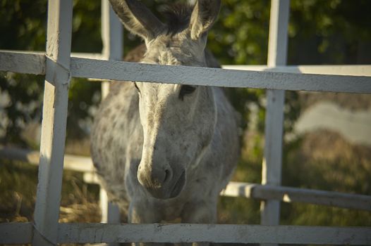 A small donkey with a sad look, closed in his enclosure and deprived of his freedom.