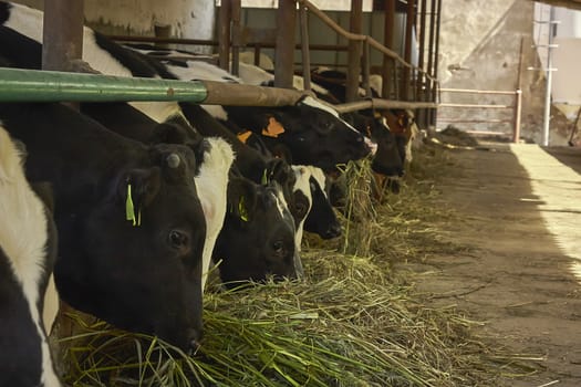 cows while eating hay of natural origin in a biological rearing in Italy