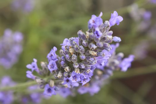 Lavender flower in a fantastic detail with macro shot, where you can see all the smallest details of this fragrant flower.