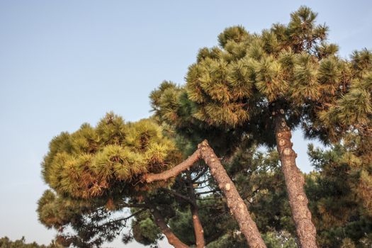 Sea pine pines: typical Po Delta vegetation in Italy.