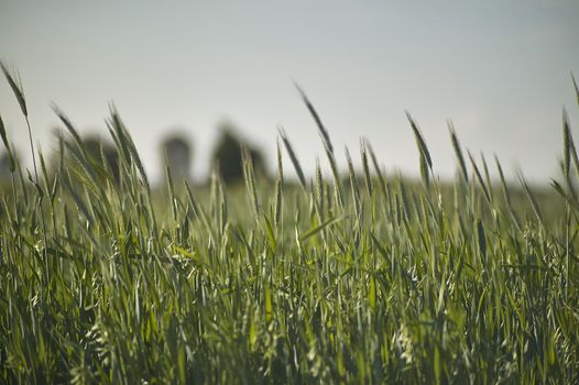Wheat field with many ears in ripening, still green wheat in an Italian cultivation.