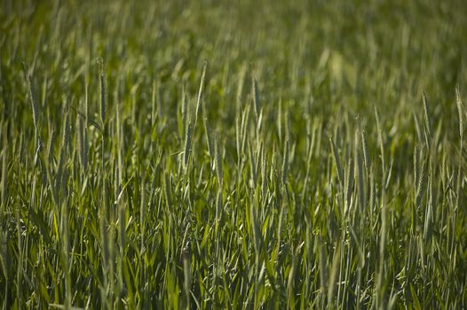 Wheat field with many ears in ripening, still green wheat in an Italian cultivation.