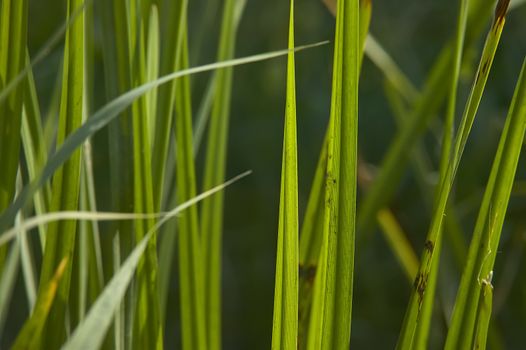 Close-up view of grass tufts in a pond full of water, lit by daylight in the summer.