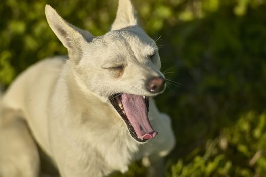 Small, light-colored mascara dog picked up from above while yawning at a time of sleep