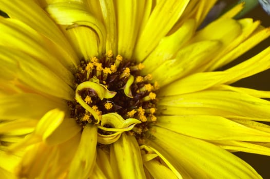 Macro detail of the interior of a yellow flower, where the pistols and the pollen are very well known.