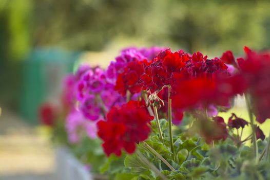 Many colored geraniums in full bloom with blurry green background. Great picture to use as background and graphic resource.