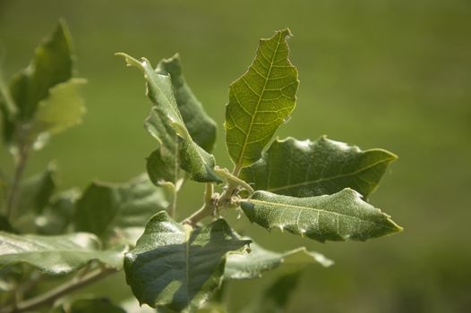 Common plain Italica spontaneous peninsula, with wide and flat leaves and small white flowers. House of Aphids.