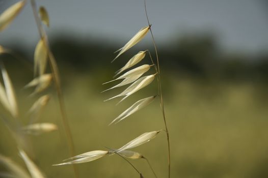 oat Plant in a field driven by the wind ,Windy yarns, a macro detail that evokes melancholy and reflection.