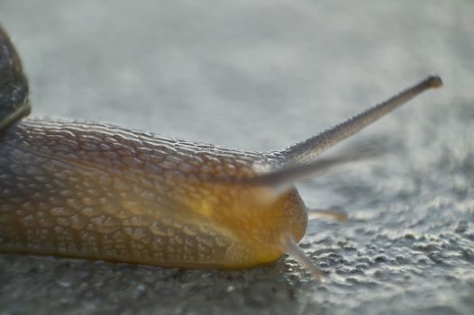 Detail of a macro shot of a snail, skull, where you can see the details of the eyes, antennas, and ripples of the body.