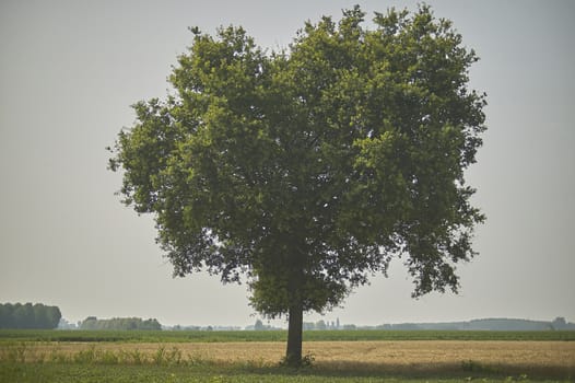 Large tree, plane tree, immersed in a unique and evocative countryside.