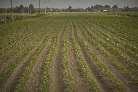 Cultivation of corn in a field: the corn is still small, shortly after germination and you can see the texture of the crop on various rows.