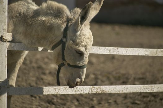 donkey in a fence with the sad air as if he already knew his destiny.