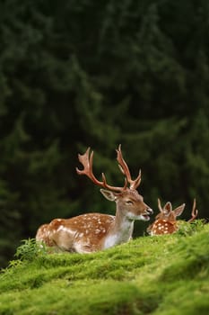 Deer Grazing near the Forest on the Slope of a Hill