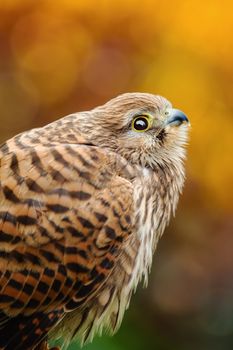 Portrait of Common Kestrel (Falco Tinnunculus)