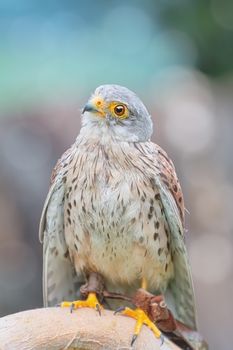 Portrait of Common Kestrel (Falco Tinnunculus)