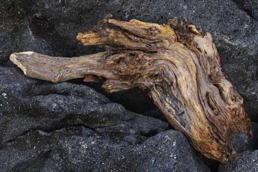 Piece of an old tree trunk on a black rock washed up in ocean