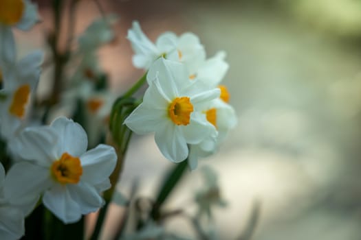 The background image of the colorful flowers, background nature