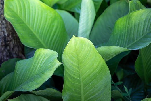 Background texture of leaves closeup. Green Leaves Background with White Paper Frame. Flat Lay