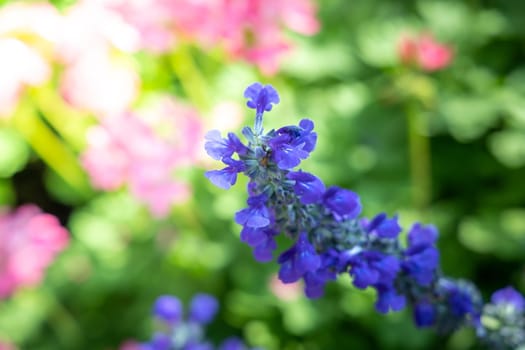 The background image of the colorful flowers, background nature