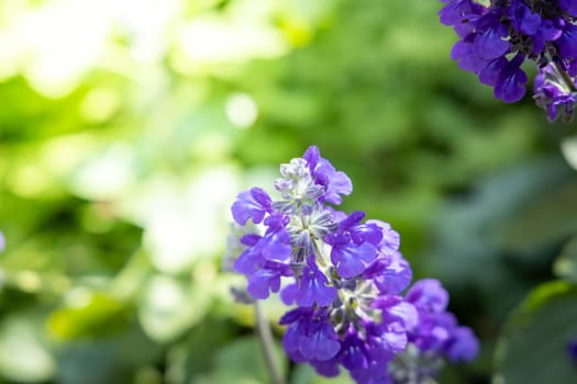 The background image of the colorful flowers, background nature