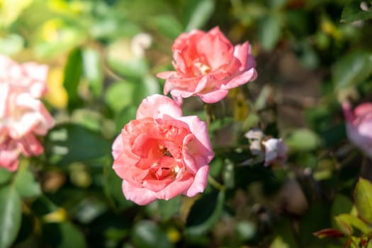 The background image of the colorful flowers, background nature