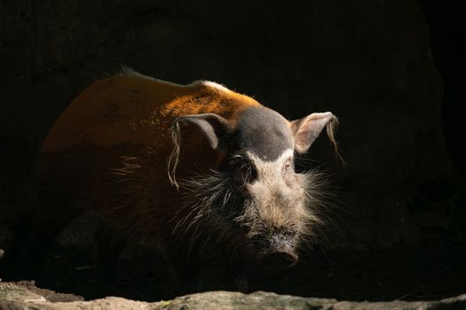 Red river hog ( Potamochoerus porcus )