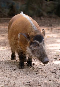 Red river hog ( Potamochoerus porcus )