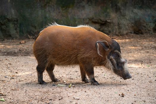 Red river hog ( Potamochoerus porcus )