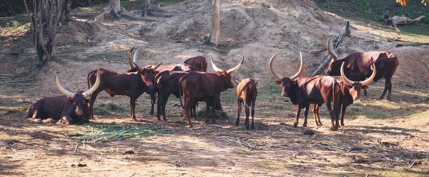 herd of ankole watusi cattle in zoo