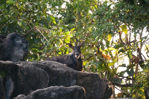 Sumatran Serow is resting on a rock