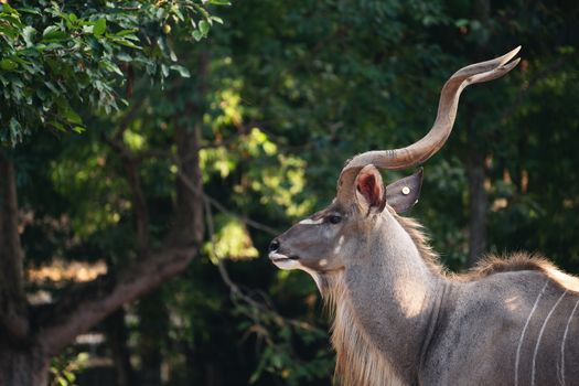 Portrait of male greater kudu antelope (tragelaphus strepsiceros)