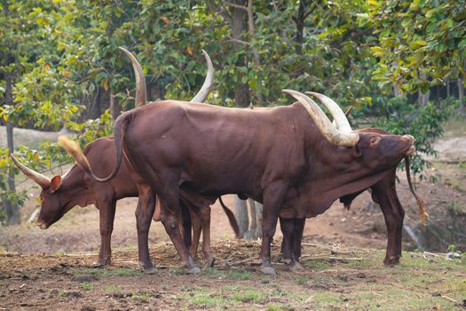 herd of ankole watusi cattle in zoo