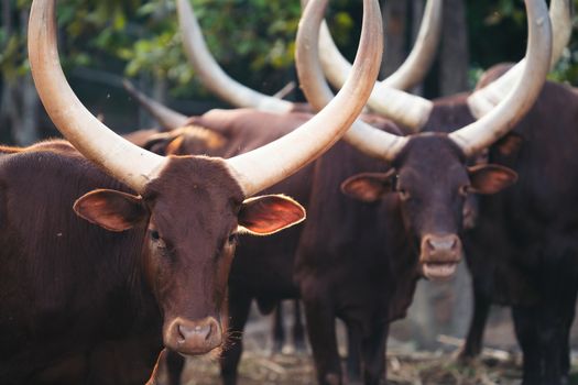 herd of ankole watusi cattle in zoo