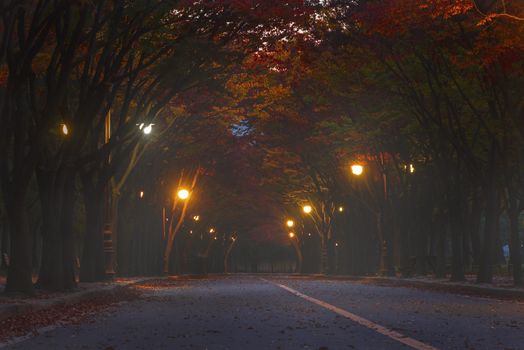 Naejangsan national park in autumn, South korea