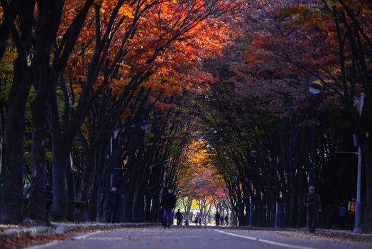 Naejangsan national park in autumn, South korea