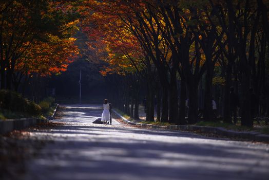 Autumn leaves Or autumn at the park Incheon Taekongwon In south korea