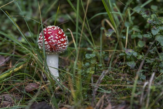 fly agaric red mushroom with white dots in the forest