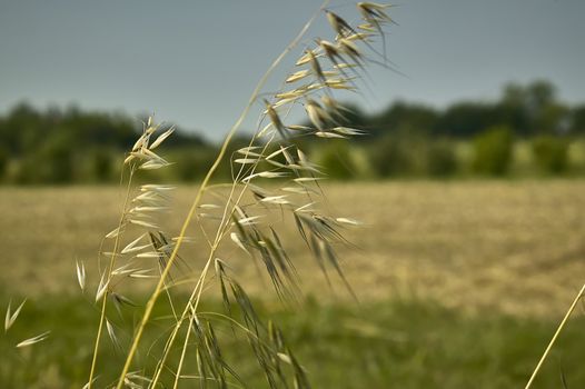 oat Plant in a field driven by the wind ,Windy yarns, a macro detail that evokes melancholy and reflection.