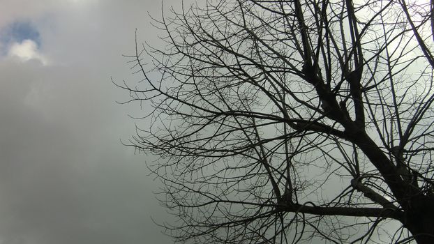 bare tree during the winter taken from below with over a cloudy and dreary sky