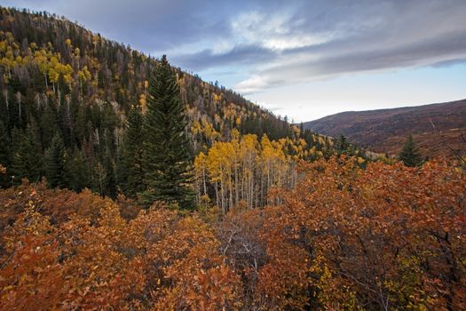 Bright colors of fall in the Manti-La Sal mountain range, Utah, USA