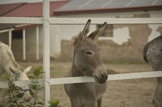 donkey in a fence with the sad air as if he already knew his destiny.