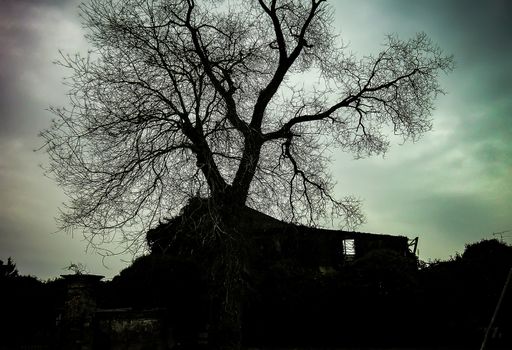 A secular tree in winter, immersed in an abandoned place full of ruins and remains of a bombing after the war: black and white shot with very dark sky.